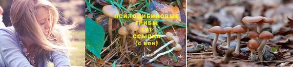ПСИЛОЦИБИНОВЫЕ ГРИБЫ Гусиноозёрск