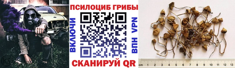 Псилоцибиновые грибы Psilocybe  Купить где  Коркино 